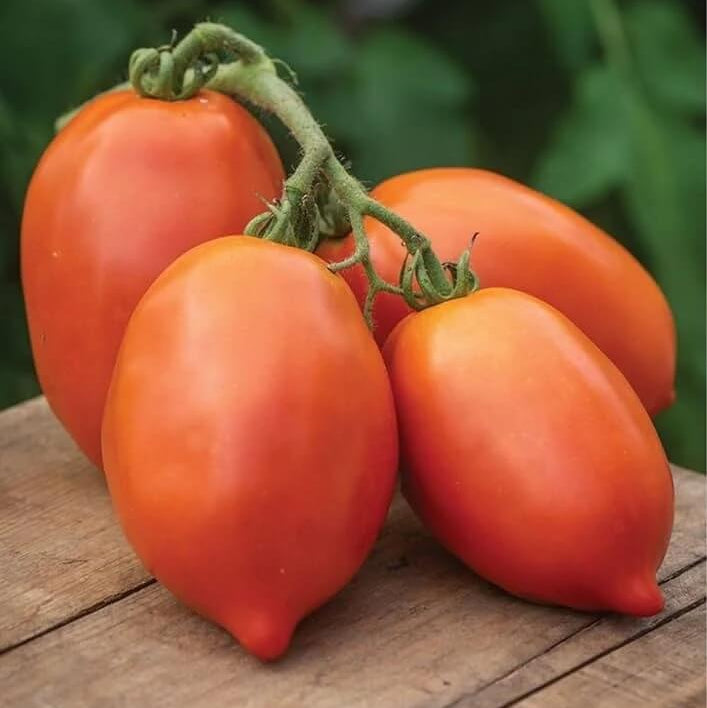 Tomato Seeds – Giallo Grandi Amish 