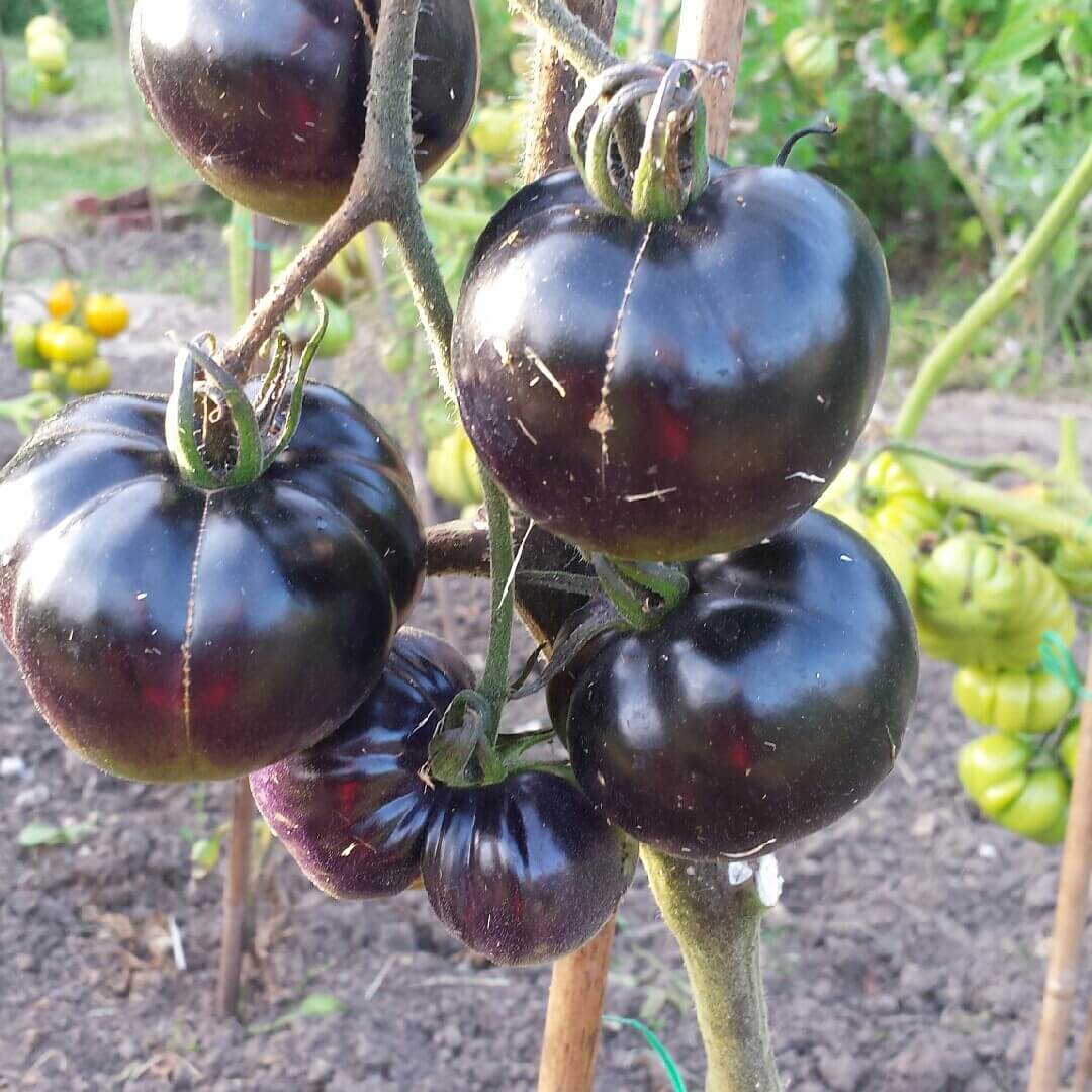 Tomato Seeds – Giant Black