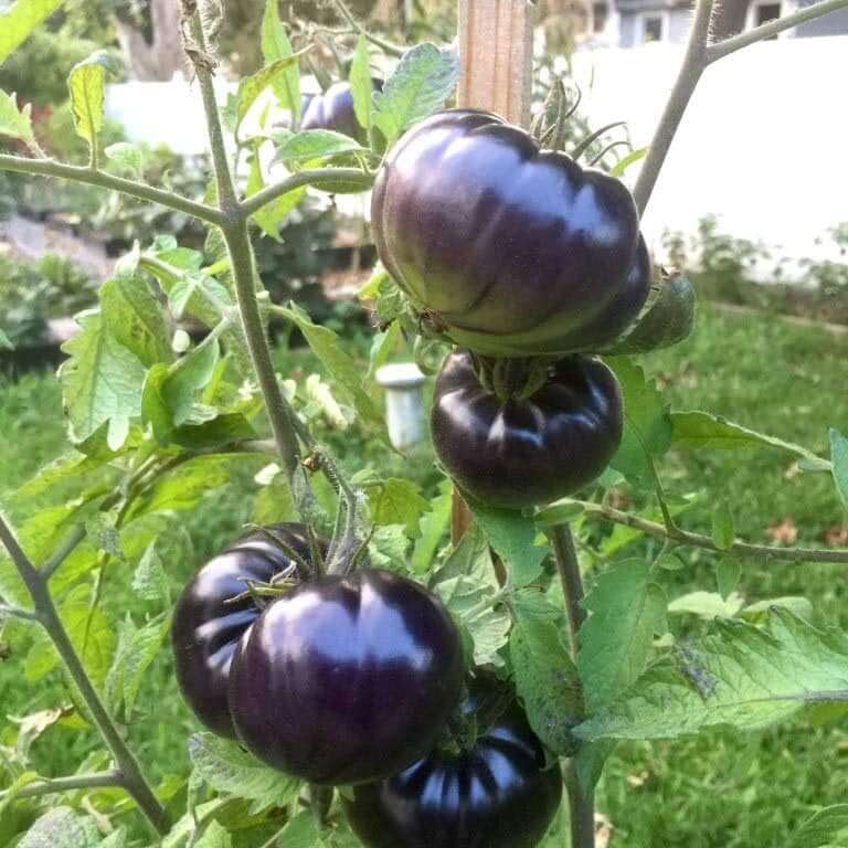 Tomato Seeds – Giant Black