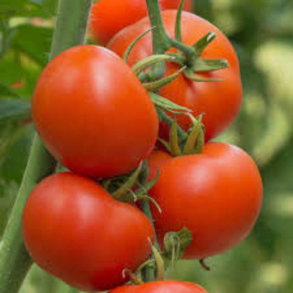 Tomato Seeds – Giant 