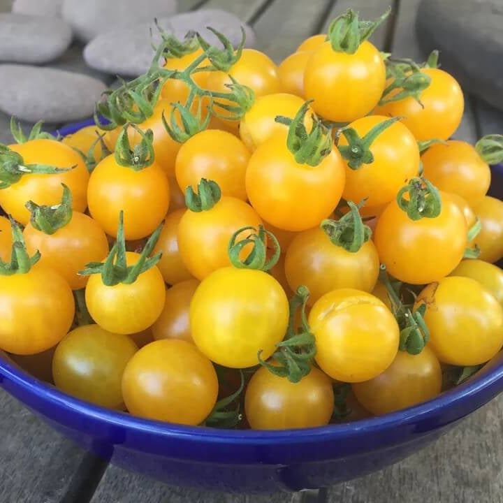 Tomato Seeds – Gold