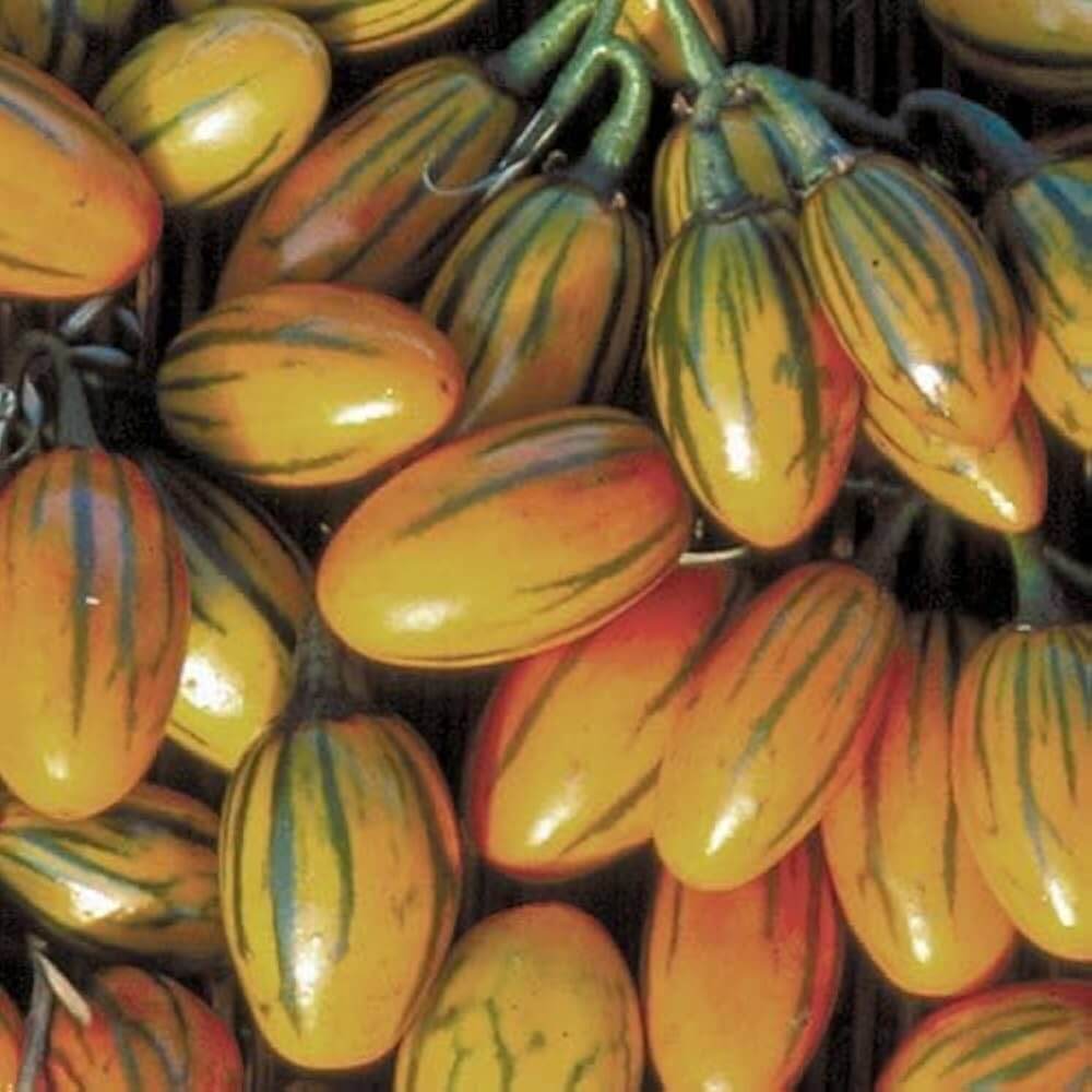 Tomato Seeds – Green Brown