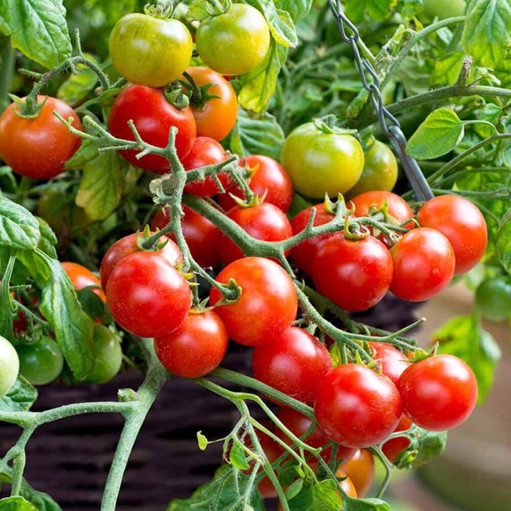 Tomato Seeds – Green & Red
