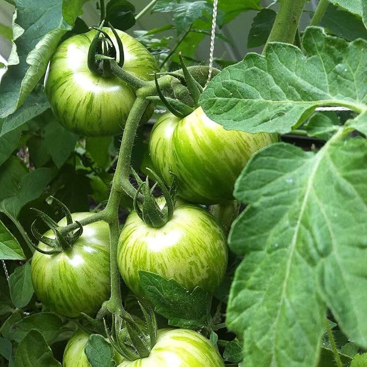 Tomato Seeds – Green White