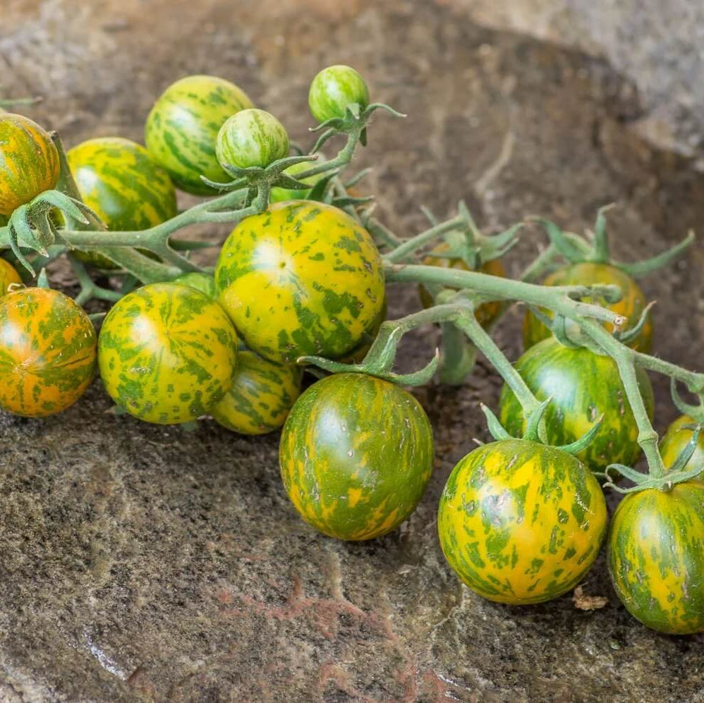 Tomato Seeds – Green Zebra Cherry