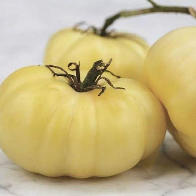 Tomato Seeds – Heirloom Beefsteak