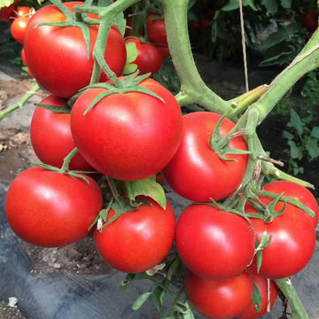 Tomato Seeds – Huge Red