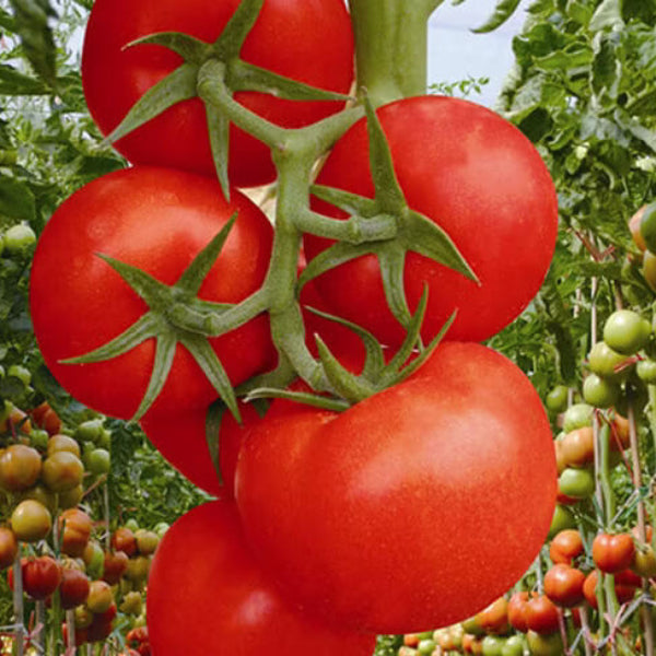 Tomato Seeds – Huge Red