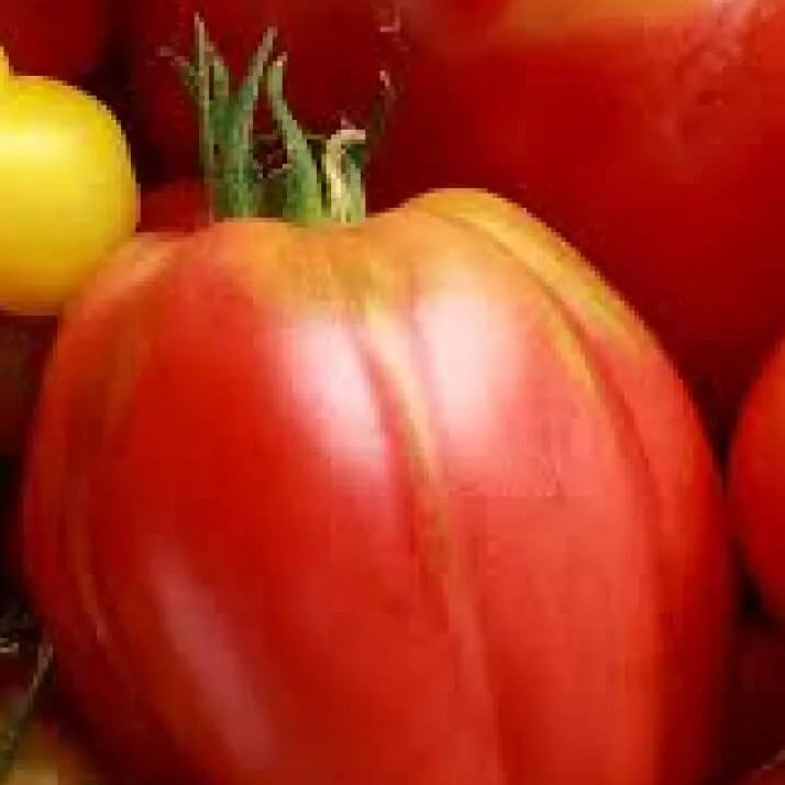 Tomato Seeds – Hungarian Heart