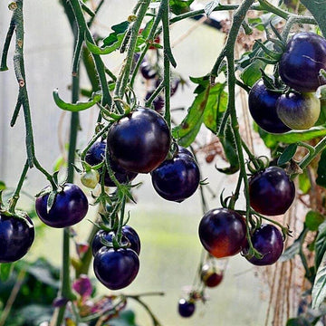 Tomato Seeds – Indigo Rose