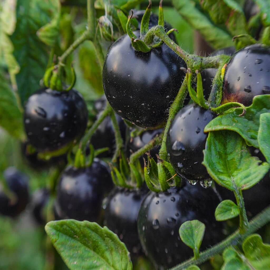 Tomato Seeds – Indigo Rose