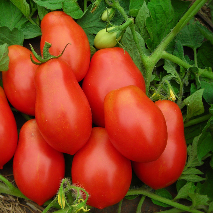 Tomato Seeds – Italian Roma
