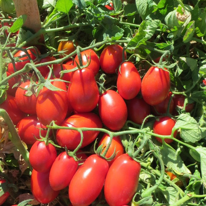 Tomato Seeds – Italian Roma
