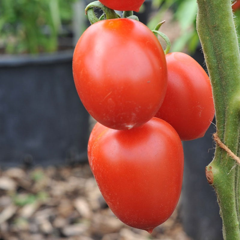 Tomato Seeds – Jet Star