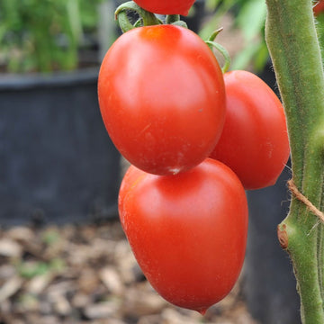 Tomato Seeds – Jet Star