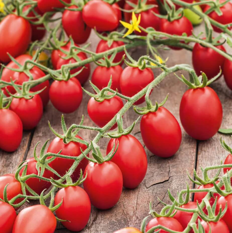 Tomato Seeds – Juliet