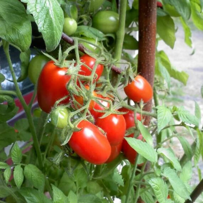Tomato Seeds – Juliet