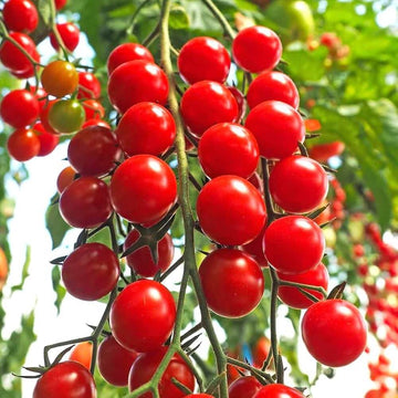 Tomato Seeds – Kremenchugskiy