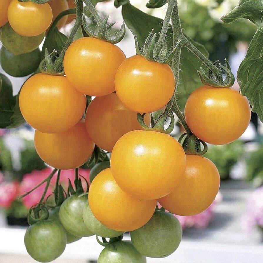 Tomato Seeds – Lemon Boy