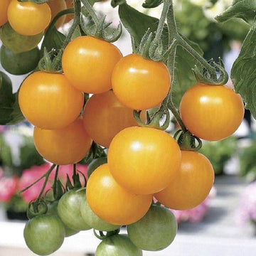 Tomato Seeds – Lemon Boy