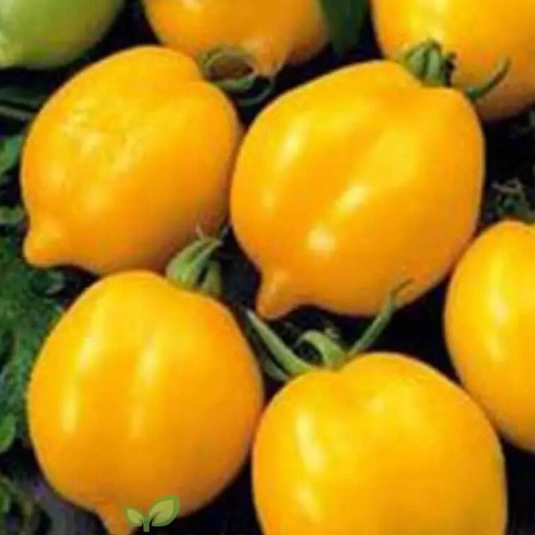 Tomato Seeds – Lemon Tree