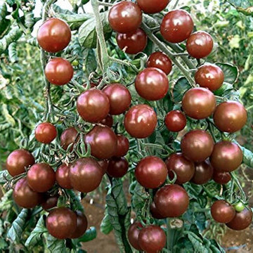 Tomato Seeds – Light Brown