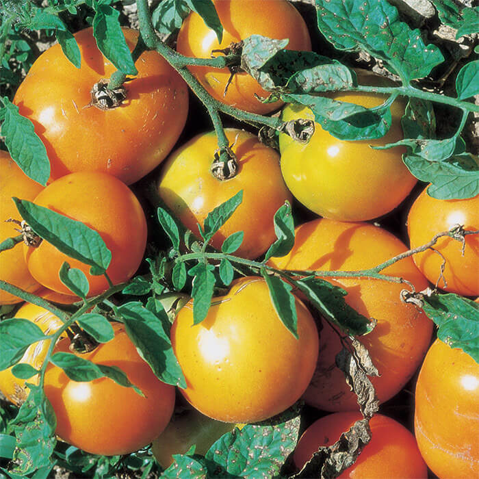 Tomato Seeds – Light Yellow Giant Belgium