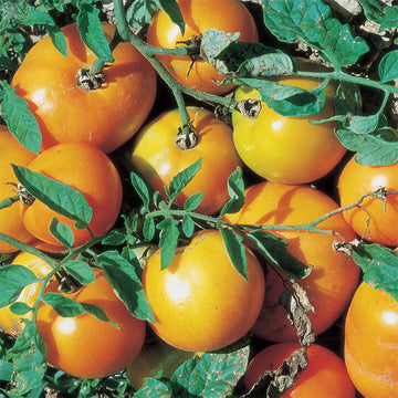 Tomato Seeds – Light Yellow Giant Belgium