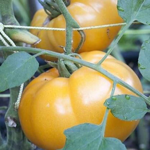 Tomato Seeds – Light Yellow Giant Belgium