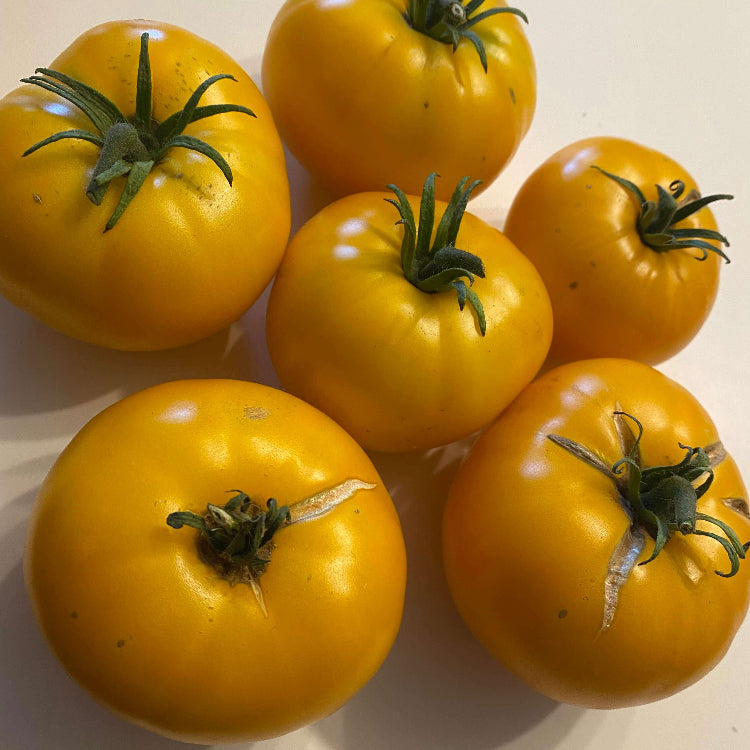 Tomato Seeds – Light Yellow Giant