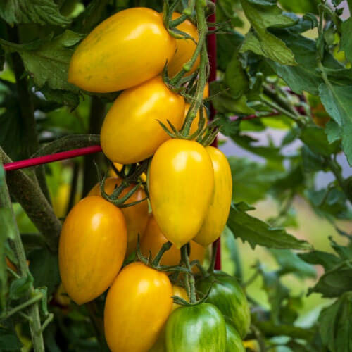 Tomato Seeds – Light Yellow