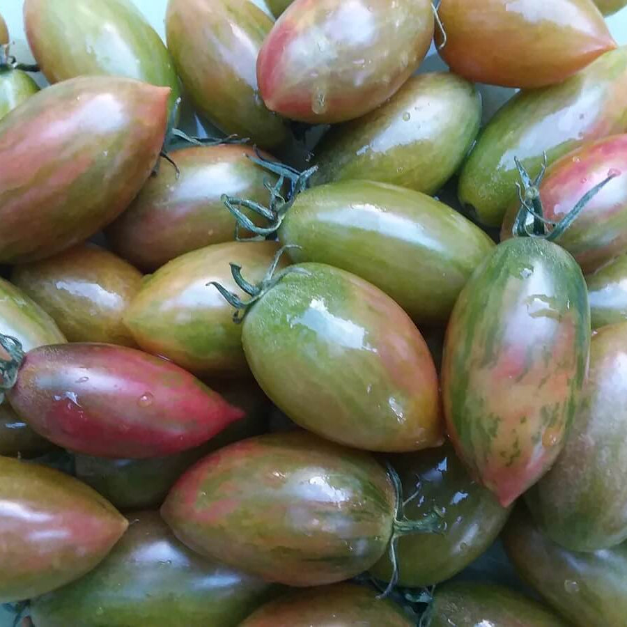 Tomato Seeds – Lucky Tiger