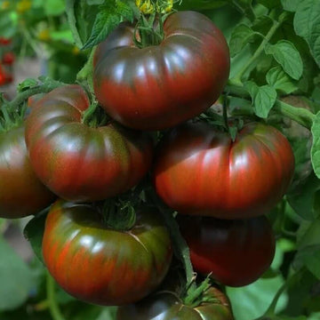 Tomato Seeds – Marron Green