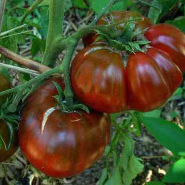 Tomato Seeds – Marron Green