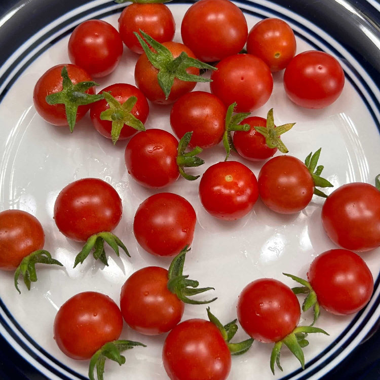 Tomato Seeds – Mexican Silly