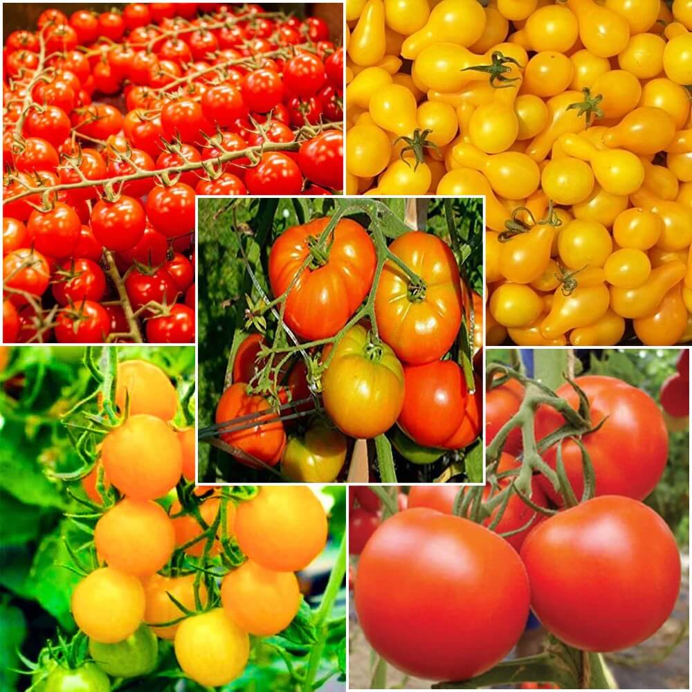 Tomato Seeds – Mixed 