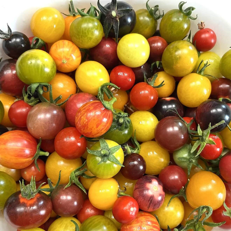 Tomato Seeds – Mixed Cherry