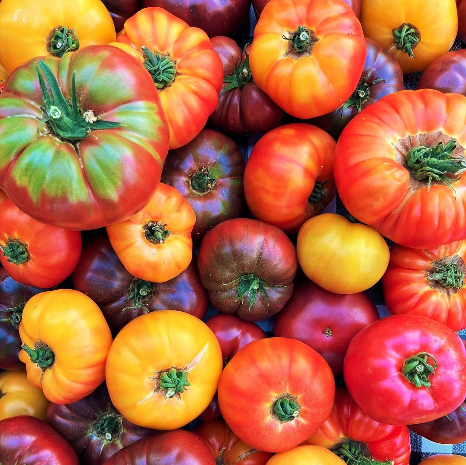 Tomato Seeds – Mixed Color Beefsteak