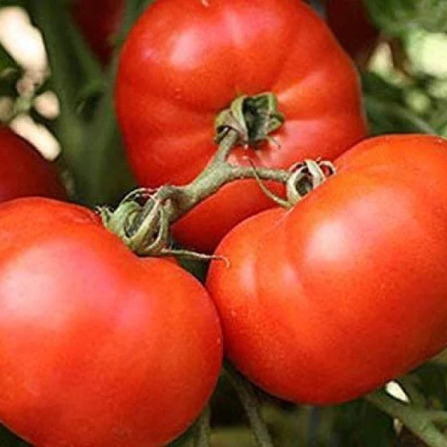Tomato Seeds – Mixed Giant