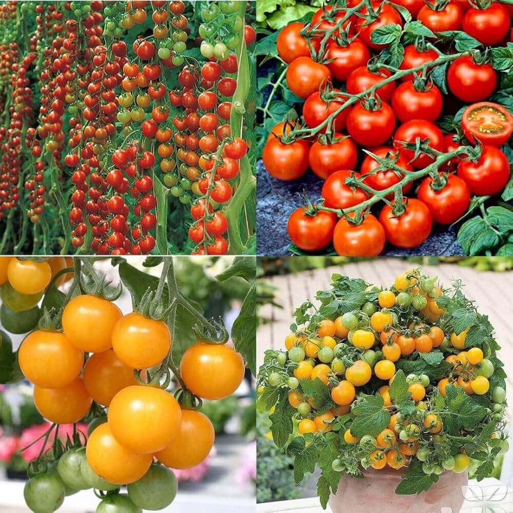 Tomato Seeds – Mixed 