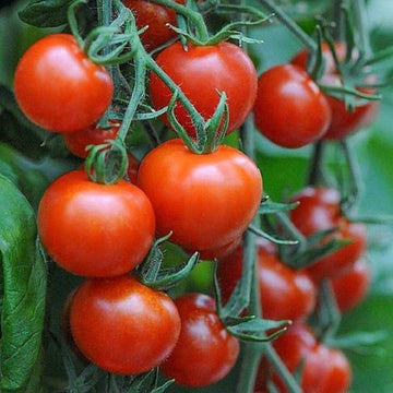 Tomato Seeds – Mountain