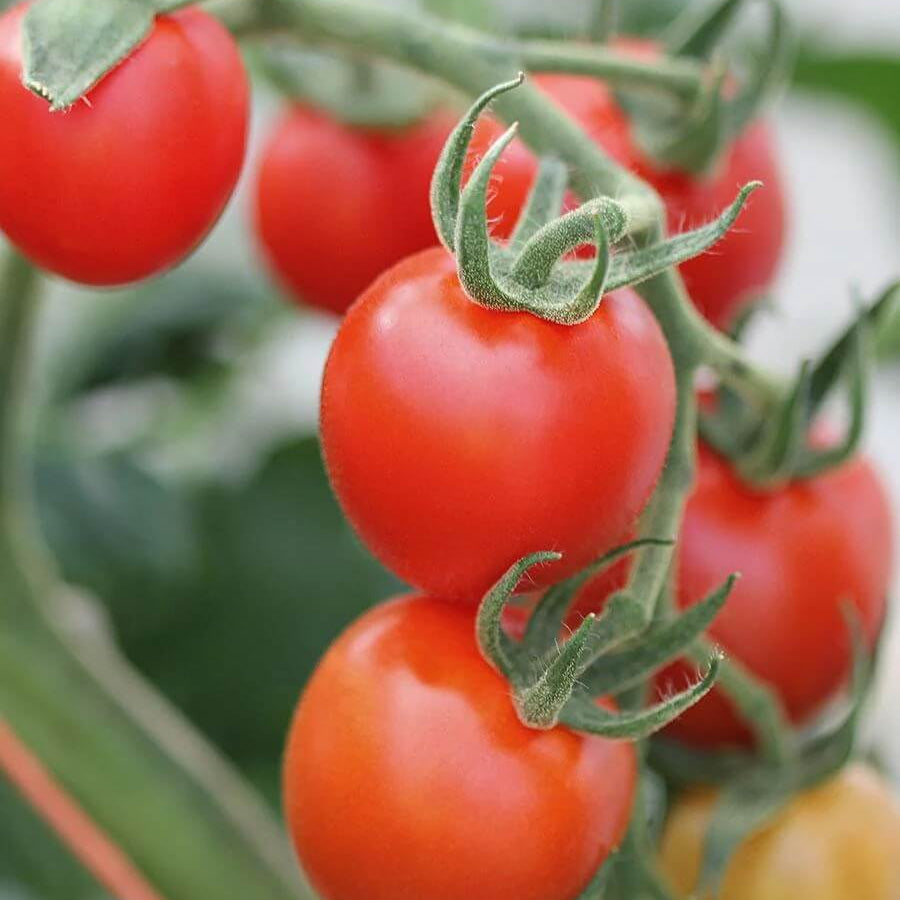 Tomato Seeds – Mountain