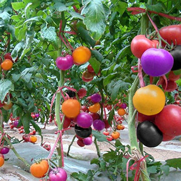 Tomato Seeds – Multi-Colour