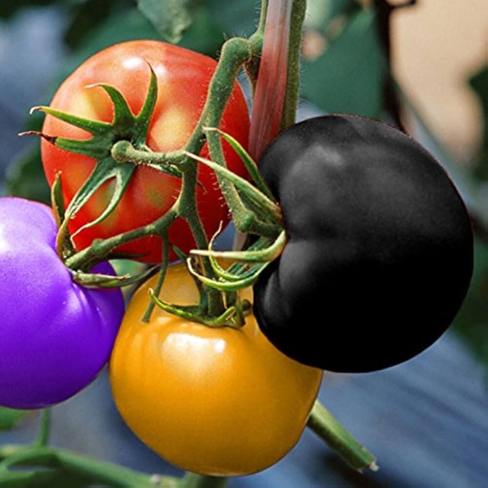 Tomato Seeds – Multi-Colour