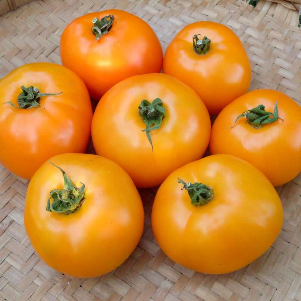 Tomato Seeds – Orange