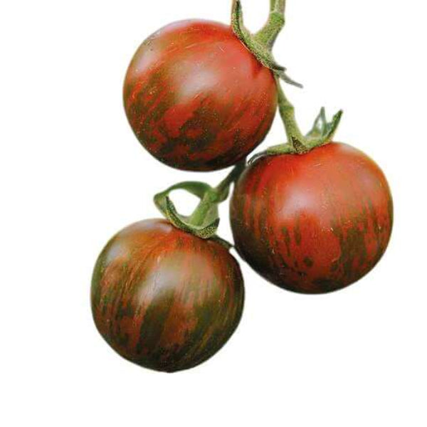 Tomato Seeds – Orange Brown