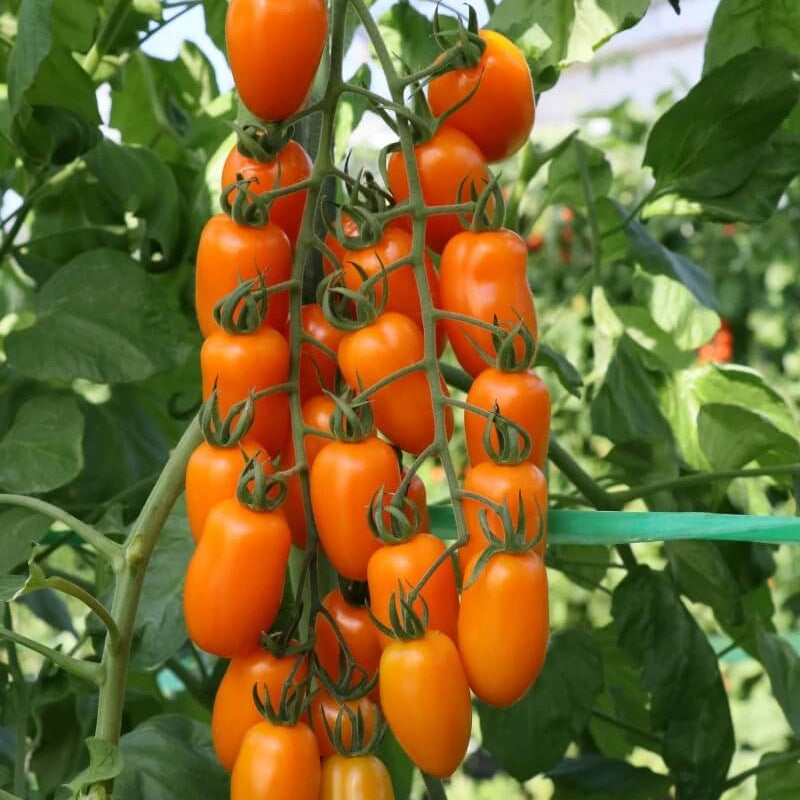 Tomato Seeds – Orange Grape
