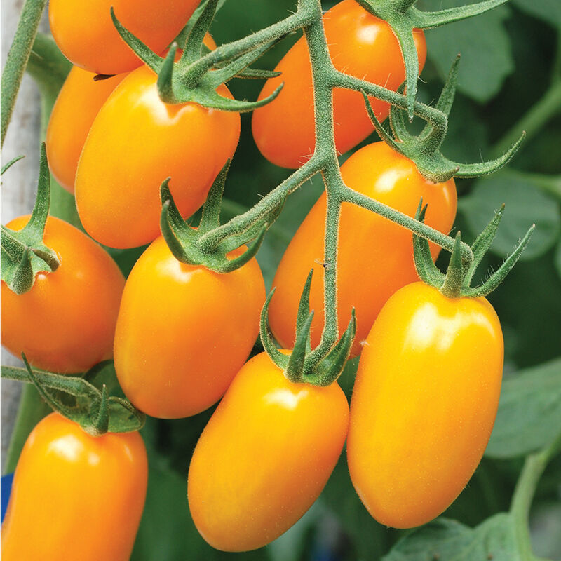 Tomato Seeds – Orange Roma