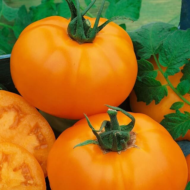 Tomato Seeds – Orange
