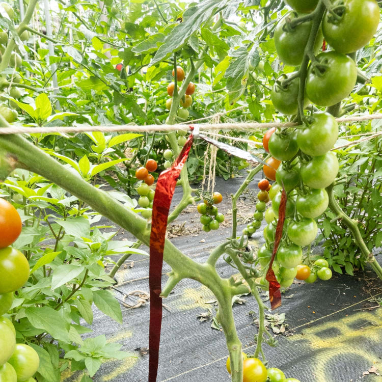 Tomato Seeds – Parrot Green